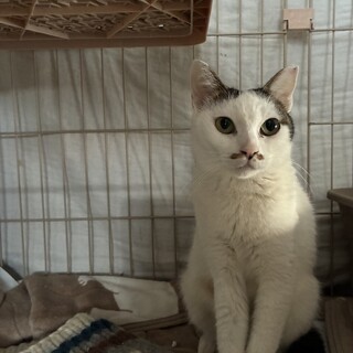 コウちゃん。推定1〜2歳。新米ママ猫