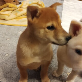 約2ヶ月半の男の子【スナフキン】