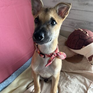 徳島県よりドーベルマン風スレンダーな女の子【虎子】