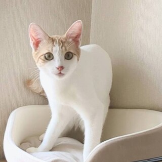 【12/14東銀座】グーちゃん★１歳♪