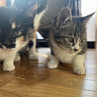 キジと三毛の綺麗な子猫3ヶ月くらい