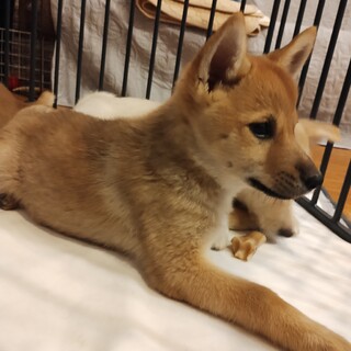 約2ヶ月半の女の子【ヘムレン】