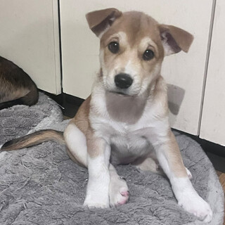 徳島県より【中型犬白＆ベージュの女の子】希（まれ）