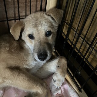 すっごく頑張っています。殺処分をなくしたいです