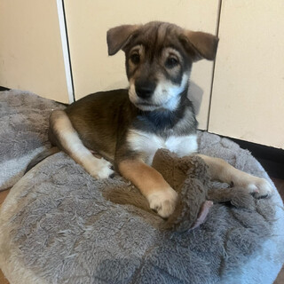 徳島県より【中型犬黒茶白の男の子】望（ぼう）