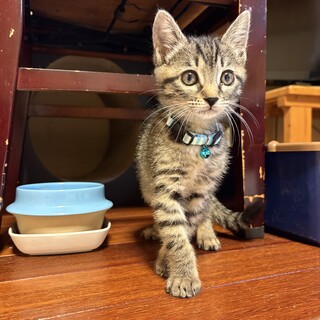 【獣医さんもメロメロ????あきちゃん】