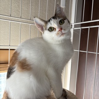 飛び三毛柄のツンデレしのちゃん