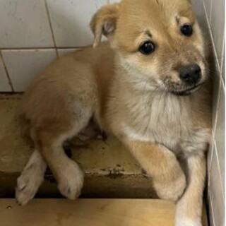 ※優先期間内にお迎え下さい　12月12日まで