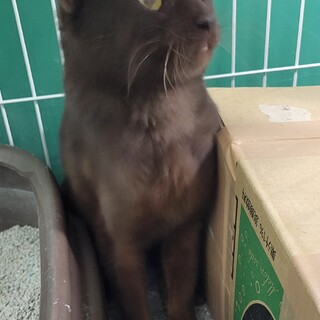 崖っぷち猫38番♂️ 期限あり