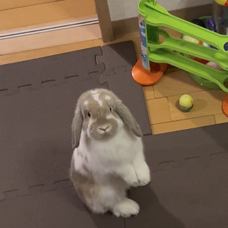 ホーランドロップ  一歳