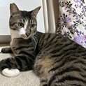 里親募集です。