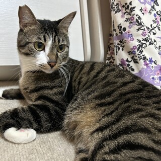 里親募集です。