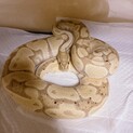 ボールパイソンのバナナです