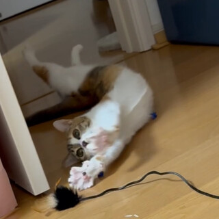 ゴロゴロ添い寝もしてくれます