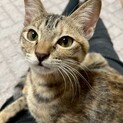 甘えん坊な麦わら女子♡　ステラ♀