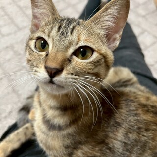 甘えん坊な麦わら女子♡　ステラ♀