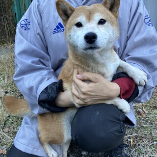元気いっぱい！やんちゃな7歳の柴犬ランコちゃん