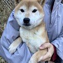 顔も性格も可愛い♡7歳の柴犬カンナちゃん