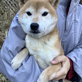 顔も性格も可愛い♡7歳の柴犬カンナちゃん