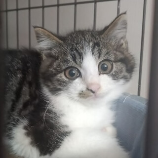 ムクムクしているハチワレの男の子『幸助』