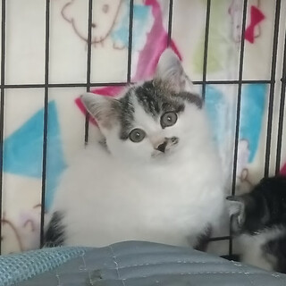 ���N���N���Ă��锒���j�̎q�w�����x