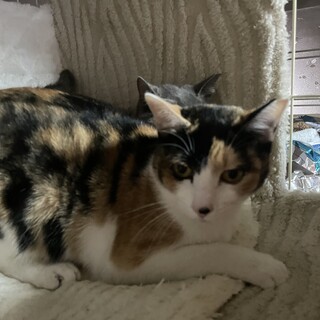 ありがとうございました。