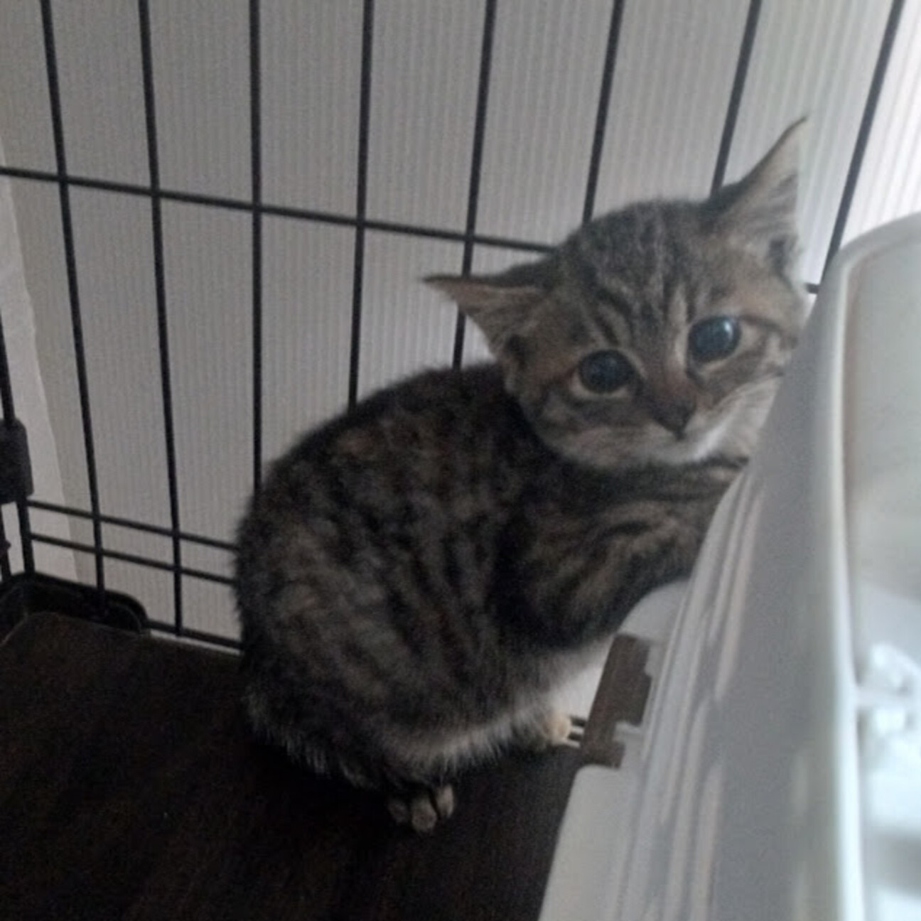 超怖がりだけど許してあげ」東京都 - 猫の里親募集(532106