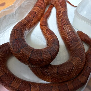 コーンスネーク里親募集