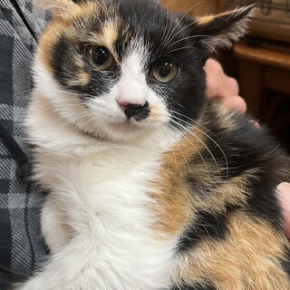 譲渡会参加予定★三毛猫エーゲちゃん