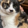 里親決定★三毛猫エーゲちゃん サムネイル2