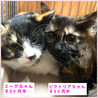 里親決定★三毛猫エーゲちゃん サムネイル3