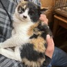 里親決定★三毛猫エーゲちゃん サムネイル4