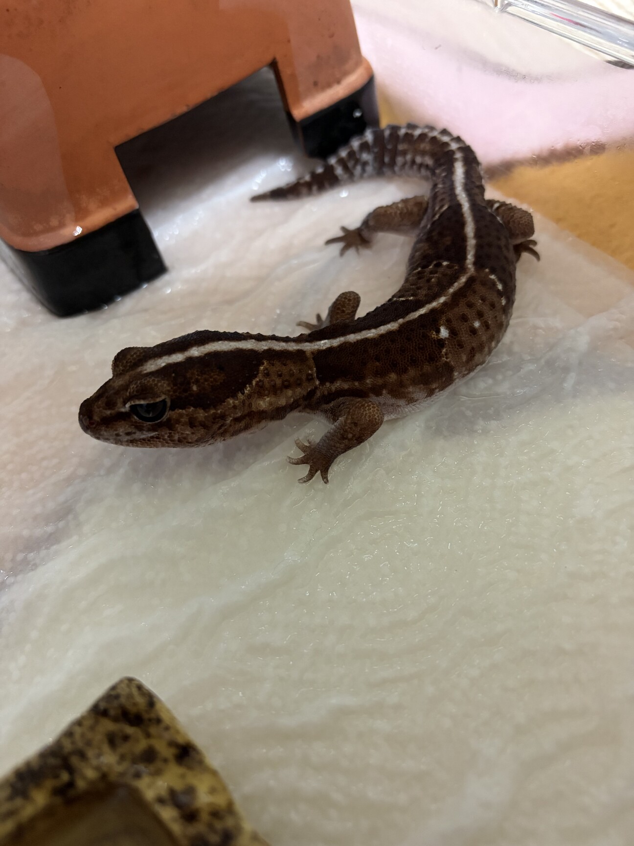 ☆★爬虫類ゲ―ジ★☆【格安】 ボルパイの里親様も同時に募集中 爬虫類ゲ―ジ【格安】 ボルパイの里親様も同時に募集中 【公式通販】