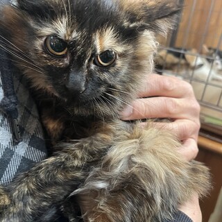 里親決定★長毛サビ猫仔猫ちゃん