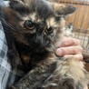 里親決定★長毛サビ猫仔猫ちゃん サムネイル3