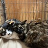 里親決定★長毛サビ猫仔猫ちゃん サムネイル4