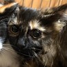 里親決定★長毛サビ猫仔猫ちゃん サムネイル5