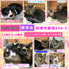里親決定★長毛サビ猫仔猫ちゃん サムネイル7