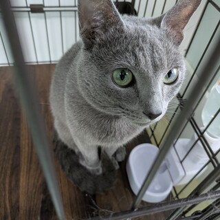 ロシアンブルーの男の子、ルート君（3才）