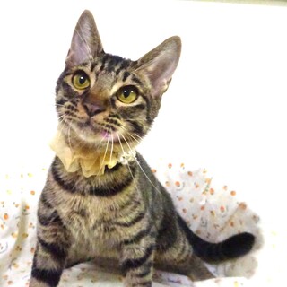 4月５日譲渡会参加、２兄弟の莉音くん