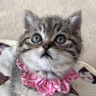 ヌネット似の愛らしい女の子、ななです♡