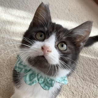 チャコールグレーの美しい男の子、はちです♡