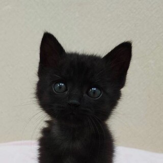 12/14高田馬場★かきぴーくん★のんびり穏やか