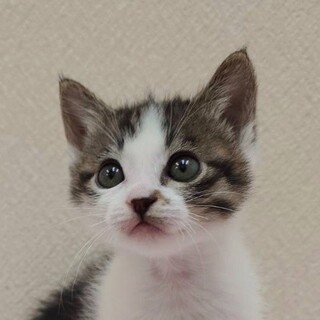 12/14高田馬場★ばたぴーくん★にゃんプロ命