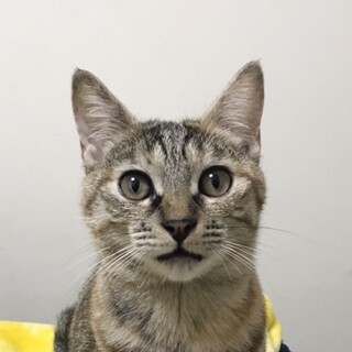 12/14高田馬場★あずさちゃん★人間好き甘えん坊