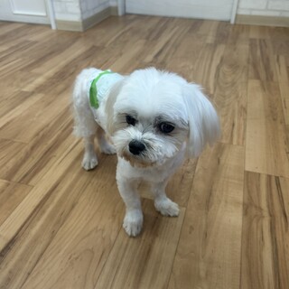 8歳の可愛いマルチーズ顔はりりしいけど優しいこ