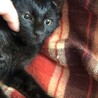 来たばかりのから