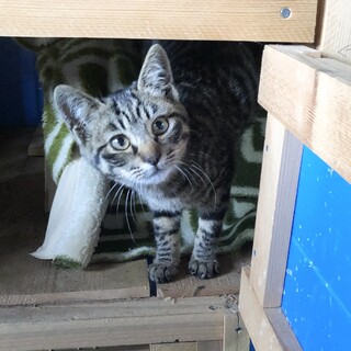 シマシマ　キジトラ　パイナップルちゃん