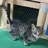 シマシマ　キジトラ　フラダンスちゃん サムネイル2