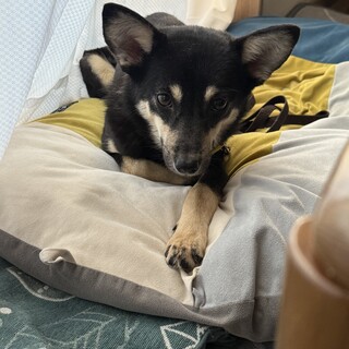 おとなしい女の子